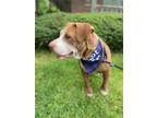 Adopt Eva a Red/Golden/Orange/Chestnut - with White Pit Bull Terrier / Mixed dog