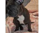 French Bulldog Puppy for sale in Grants Pass, OR, USA