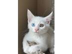 Adopt Cloud a White Domestic Shorthair (short coat) cat in Colmar, PA (38681023)