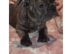 French Bulldog Puppy for sale in Grants Pass, OR, USA