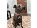 Adopt Suki a Brindle Blue Lacy/Texas Lacy / Mixed dog in Lauderhill