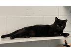 Adopt Eclipse a All Black Domestic Shorthair / Domestic Shorthair / Mixed cat in