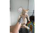 Adopt BLINKY - ADOPTED a Orange or Red Tabby Domestic Mediumhair (medium coat)