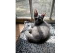 Adopt Chi - IN FOSTER ADOPTED a Gray or Blue Domestic Shorthair / Domestic