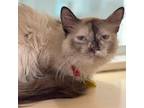 Adopt Stephanie a Domestic Shorthair / Mixed cat in Port Washington