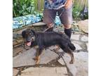 Adopt Lily a Black - with Tan, Yellow or Fawn Border Collie / German Shepherd