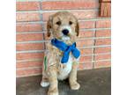 Goldendoodle Puppy for sale in Monahans, TX, USA