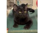 Adopt Sake a Domestic Shorthair / Mixed (short coat) cat in Neosho