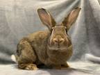 Adopt Luvinia a Sable American Sable (short coat) rabbit in Williston