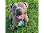 Adopt Cheech Buddy a Gray/Silver/Salt & Pepper - with Black American Pit Bull