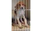 Adopt Izzie a Black Hound (Unknown Type) / Beagle / Mixed dog in Elizabeth City