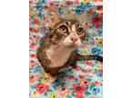 Adopt Octavia a Brown or Chocolate Domestic Shorthair / Domestic Shorthair /