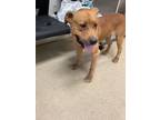 Adopt Skipper a Tan/Yellow/Fawn American Pit Bull Terrier / Mixed dog in Fort