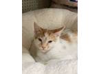 Adopt Griffyndor a Domestic Shorthair cat in Tracy, CA (38602502)