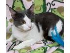 Adopt Sonia a Gray or Blue Domestic Shorthair / Domestic Shorthair / Mixed cat