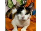 Adopt Pippen a White Domestic Shorthair / Domestic Shorthair / Mixed cat in