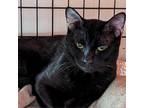 Adopt Catapillar a All Black Domestic Shorthair / Mixed cat in Cumming