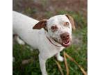 Adopt Ellie a White - with Tan, Yellow or Fawn Hound (Unknown Type) / Mixed dog