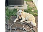 Adopt Woofles a White - with Tan, Yellow or Fawn Husky / Mixed dog in Edinburg