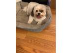 Adopt Patches a White - with Red, Golden, Orange or Chestnut Shih Tzu / Mixed