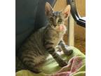 Adopt Sunny a Gray, Blue or Silver Tabby Domestic Shorthair (short coat) cat in