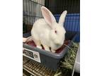 Adopt Alice a White New Zealand / American / Mixed rabbit in E.