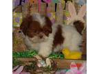 Shih Tzu Puppy for sale in Wentworth, MO, USA