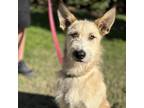 Adopt Emma aka Bianca a Tan/Yellow/Fawn Airedale Terrier / Mixed Breed (Large) /
