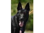 Adopt Ruger a Black - with Brown, Red, Golden, Orange or Chestnut German