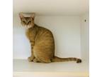 Adopt Holly a Orange or Red Domestic Shorthair / Mixed cat in League City