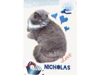 Adopt Nicholas a Gray or Blue (Mostly) Maine Coon (medium coat) cat in