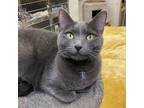 Adopt Rosie a Gray or Blue Domestic Shorthair (short coat) cat in Beacon