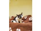 Adopt Elsie a All Black Domestic Shorthair / Domestic Shorthair / Mixed cat in
