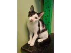 Adopt Clarabelle a All Black Domestic Shorthair / Domestic Shorthair / Mixed cat