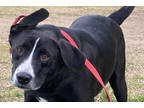Adopt LadyBelle a Black Labrador Retriever / Mixed dog in Walpole, MA (38413655)