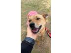 Adopt Hongyee a Red/Golden/Orange/Chestnut Jindo / Mixed dog in Ottawa