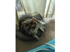 Adopt Storm * Courtesy Post * a Gray, Blue or Silver Tabby Domestic Shorthair