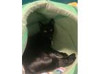 Adopt Pearl a All Black Domestic Shorthair (short coat) cat in Norfolk