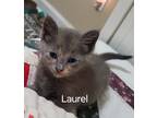Adopt Laurel a Gray or Blue Domestic Shorthair / Domestic Shorthair / Mixed cat