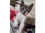 Adopt jenny a Gray or Blue Domestic Shorthair / Domestic Shorthair / Mixed cat
