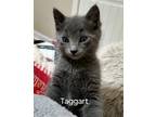 Adopt Taggart a Gray or Blue Domestic Shorthair / Domestic Shorthair / Mixed cat