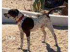 Adopt Luke a Brown/Chocolate - with White English Pointer / Mixed dog in