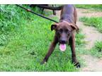 Adopt Snickers a Brown/Chocolate - with Black Belgian Malinois / Terrier