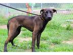 Adopt Twix a Brown/Chocolate - with Black Belgian Malinois / Terrier (Unknown