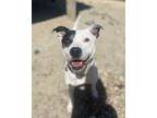 Adopt Sage a Gray/Silver/Salt & Pepper - with White American Pit Bull Terrier /