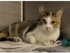 Adopt Millie Moonz a Gray or Blue Domestic Shorthair / Domestic Shorthair /