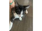 Adopt Dolly Moonz a All Black Domestic Shorthair / Domestic Shorthair / Mixed