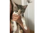 Adopt Lolly Moonz a Gray or Blue Domestic Shorthair / Domestic Shorthair / Mixed