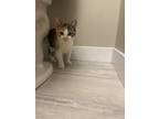 Adopt Polly Moonz a Gray or Blue Domestic Shorthair / Domestic Shorthair / Mixed