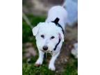 Adopt Pearl a White Bichon Frise / Mixed dog in Newtown, PA (38415373)